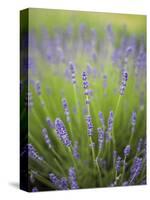 Lavender Plants, Washington, USA-Brent Bergherm-Stretched Canvas