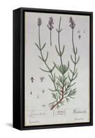 Lavender, Plate from 'Herbarium Blackwellianum' by the Artist, 1757-Elizabeth Blackwell-Framed Stretched Canvas