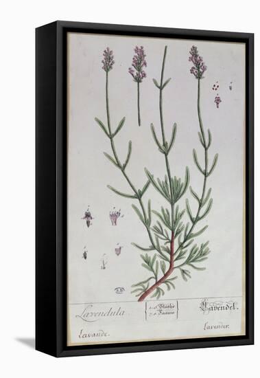 Lavender, Plate from 'Herbarium Blackwellianum' by the Artist, 1757-Elizabeth Blackwell-Framed Stretched Canvas