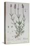 Lavender, Plate from 'Herbarium Blackwellianum' by the Artist, 1757-Elizabeth Blackwell-Stretched Canvas