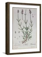 Lavender, Plate from 'Herbarium Blackwellianum' by the Artist, 1757-Elizabeth Blackwell-Framed Giclee Print