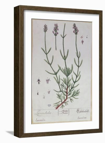 Lavender, Plate from 'Herbarium Blackwellianum' by the Artist, 1757-Elizabeth Blackwell-Framed Giclee Print