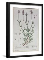 Lavender, Plate from 'Herbarium Blackwellianum' by the Artist, 1757-Elizabeth Blackwell-Framed Giclee Print