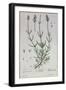 Lavender, Plate from 'Herbarium Blackwellianum' by the Artist, 1757-Elizabeth Blackwell-Framed Giclee Print