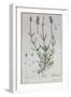 Lavender, Plate from 'Herbarium Blackwellianum' by the Artist, 1757-Elizabeth Blackwell-Framed Giclee Print