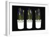 Lavender pots, 2014-Isobel Barber-Framed Giclee Print