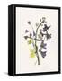 Lavender Pressed Keepsakes II-Emma Caroline-Framed Stretched Canvas