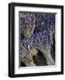 Lavender, Provence, France-Walter Bibikow-Framed Photographic Print