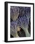 Lavender, Provence, France-Walter Bibikow-Framed Photographic Print