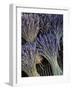 Lavender, Provence, France-Walter Bibikow-Framed Photographic Print