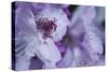 Lavender Rhodies I-Rita Crane-Stretched Canvas