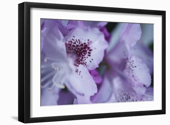 Lavender Rhodies I-Rita Crane-Framed Photographic Print