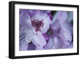 Lavender Rhodies I-Rita Crane-Framed Photographic Print