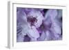 Lavender Rhodies I-Rita Crane-Framed Photographic Print