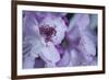 Lavender Rhodies I-Rita Crane-Framed Photographic Print