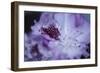 Lavender Rhodies II-Rita Crane-Framed Art Print