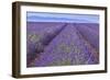Lavender Rows-Cora Niele-Framed Giclee Print