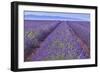 Lavender Rows-Cora Niele-Framed Giclee Print