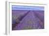 Lavender Rows-Cora Niele-Framed Giclee Print