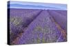 Lavender Rows-Cora Niele-Stretched Canvas