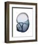 Lavender Snail 1-Albert Koetsier-Framed Photo