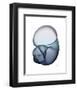 Lavender Snail 1-Albert Koetsier-Framed Photo