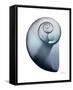 Lavender Snail 2-Albert Koetsier-Framed Stretched Canvas