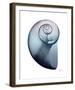 Lavender Snail 2-Albert Koetsier-Framed Photo