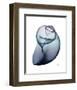 Lavender Snail 3-Albert Koetsier-Framed Photo