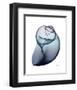 Lavender Snail 3-Albert Koetsier-Framed Photo