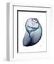 Lavender Snail 3-Albert Koetsier-Framed Photo