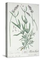 Lavender Spike, Plate from Herbarium Blackwellianum by the Artist, 1757-Elizabeth Blackwell-Stretched Canvas