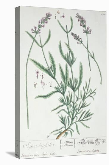 Lavender Spike, Plate from Herbarium Blackwellianum by the Artist, 1757-Elizabeth Blackwell-Stretched Canvas