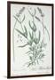 Lavender Spike, Plate from Herbarium Blackwellianum by the Artist, 1757-Elizabeth Blackwell-Framed Giclee Print