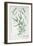 Lavender Spike, Plate from Herbarium Blackwellianum by the Artist, 1757-Elizabeth Blackwell-Framed Giclee Print