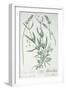 Lavender Spike, Plate from Herbarium Blackwellianum by the Artist, 1757-Elizabeth Blackwell-Framed Giclee Print