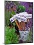 Lavender Stakes with Names and Lavender in Pots, Washington, USA-Janell Davidson-Mounted Photographic Print