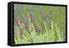 Lavender Sway I-Dana Styber-Framed Stretched Canvas