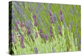 Lavender Sway I-Dana Styber-Stretched Canvas