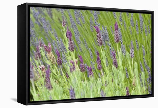 Lavender Sway I-Dana Styber-Framed Stretched Canvas