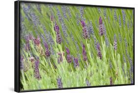 Lavender Sway I-Dana Styber-Framed Photographic Print