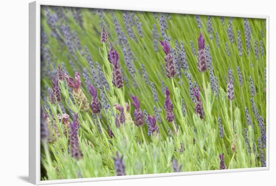 Lavender Sway I-Dana Styber-Framed Photographic Print