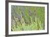 Lavender Sway I-Dana Styber-Framed Photographic Print