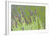 Lavender Sway I-Dana Styber-Framed Photographic Print