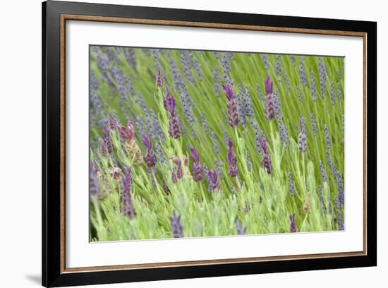 Lavender Sway I-Dana Styber-Framed Photographic Print