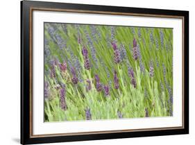 Lavender Sway I-Dana Styber-Framed Photographic Print