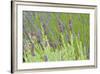 Lavender Sway I-Dana Styber-Framed Photographic Print
