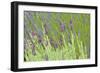 Lavender Sway I-Dana Styber-Framed Photographic Print