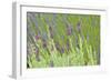 Lavender Sway I-Dana Styber-Framed Photographic Print