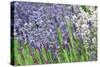 Lavender Sway II-Dana Styber-Stretched Canvas